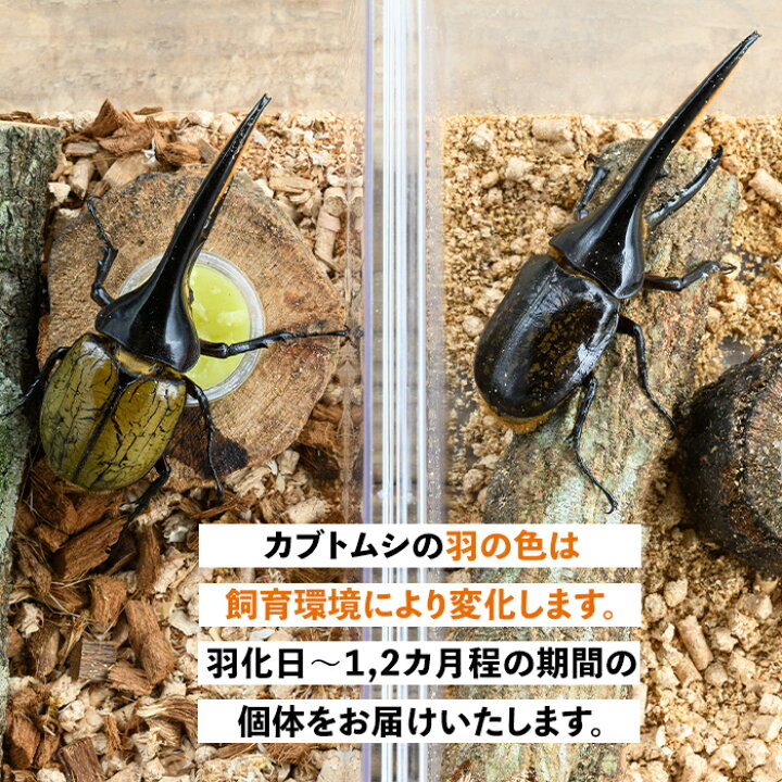 楽天市場】【ふるさと納税】ヘラクレスオオカブト (ヘラクレス 