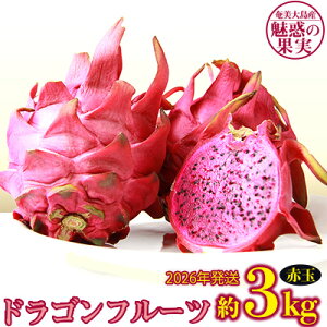 yӂ邳Ɣ[Łz2026Ny哇Yzf̉ʎEhSt[c(ԋ)3kg  Q 哇  Y Y  ʎ ʕ  t[c fU[g s^ 
