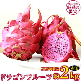 【ふるさと納税】2026年発送【奄美大島産】魅惑の果実・ドラゴンフルーツ(赤玉)約2kg 鹿児島県 奄美群島 奄美大島 龍郷町 国産 奄美産 青果 果実 果物 くだもの フルーツ デザート ピタヤ 火龍果 南国 トロピカル お取り寄せ 先行予約 期間限定 数量限定