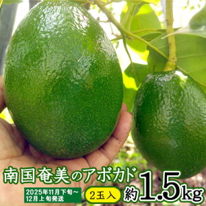 yӂ邳Ɣ[Łzy2025Nz썑̃A{Jh 1.5kgi2ʓj  Q 哇  Y Y  ʕ  t[c X̃o^[ sOab_ r^~ ~l