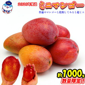 yӂ邳Ɣ[Łz2026N@̉wc̃~j}S[@1000g }S[ Ԃ ~jTCY Z Yn 썑 t[c  ʕ ʎ ґ XC[c fU[g {̉ʕ   