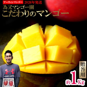 【ふるさと納税】【2026年発送】為又マンゴー園 贈答用 こだわりのマンゴー 約1kg フルーツ 果物 期間限定 数量限定 マンゴー ギフト おみやげ お土産 プレゼント 南国 デザート 青果 お