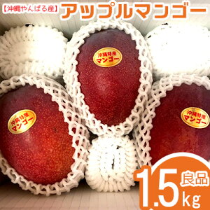 【ふるさと納税】【沖縄やんばる産】1.5kg　良品アップルマンゴー（Ms mango farm）
