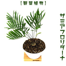 【ふるさと納税】【観葉植物】ザミアフロリダーナ