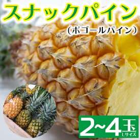 【ふるさと納税】2024年発送【羽地の駅】スナックパイン(ボゴールパイン）2～4玉（2.4kg） 先行予約 沖縄 おきなわ 国産 県産 お取り寄せ 人気 こだわり ギフト くだもの あまい 魅力 お土産 食べ物 果物 名護 やんばる なご 南国 トロピカル 夏