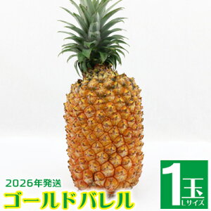 �y�ӂ邳�Ɣ[�Łz2026�N�����y�H�n�̉w�z�S�[���h�o����1�ʁiL�T�C�Y�j1.5kg�ȏ� ���� �����Ȃ� ���Y ���Y �t���[�c �l�C ������� �M�t�g �������� ���܂� ������ ���y�Y �H�ו� �ʕ� �p