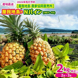 yӂ邳Ɣ[Łz2026Nyn@_ƋznNpC(N67-10)2kgȏi2`3ʁj pCibv s\  s Ȃ I  ʕ  pC  g