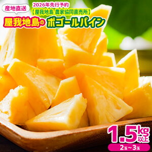 yӂ邳Ɣ[Łz2026Nyn@_Ƌzñ{S[pC1.5kgȏi2`3ʁj pCibv s\  s t[c I  ʕ  pC 