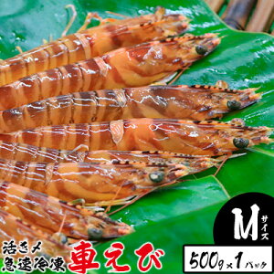 yӂ邳Ɣ[ŁzY}ⓀԂсyMTCYz@500g×1pbN hg Ă VՂ tC }Ⓚ Gr Nx  {B uԗⓀ bk CY ܂ ܂ CV CN 