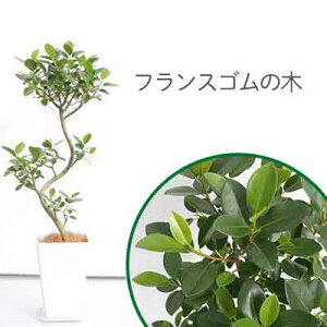 ゴムの木 観葉植物の人気商品 通販 価格比較 価格 Com