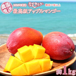 【ふるさと納税】【2026年発送】最高級 常夏アップルマンゴー!糖度17度以上 約1kg農園から直送 最高級 先行予約 沖縄 甘味 糖度 濃厚 美味しい お土産 おいしい ギフト とろける甘さ 香り