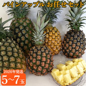 yӂ邳Ɣ[ŁzYpCAbvCZbg2i5`7ʁjy2026Nz pC pCAbv pCibv {S[ S[ho s[`pC Th`F zCgRR Zb