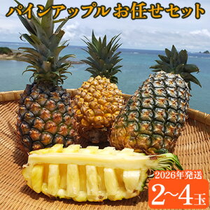 yӂ邳Ɣ[ŁzYpCAbvCZbg1i2`4ʁjy2026Nz pC pCAbv pCibv {S[ S[ho s[`pC Th`F zCgRR Zb