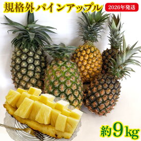【ふるさと納税】規格外パインアップル　約9kg【2026年発送】 パイン パインアップル パイナップル ボゴール ゴールドバレル ピーチパイン サンドルチェ ホワイトココ 規格外 訳あり 生産量日本一 国産 国産パイン おまかせ 南国 トロピカル 予約 先行予約 沖縄 東村