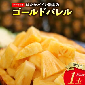 yӂ邳Ɣ[Łz䂽pC_̃S[ho@1ʁipj2kg 2026N ꌧY  pCibv W[V[  t[c 썑t[c Yt[c _ƒ pC