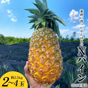 yӂ邳Ɣ[ŁzfɈ΂NpC@2`4ʁi2.5kgj 2026N ꌧY  pCibv W[V[  t[c 썑t[c Yt[c _ƒ pC ʕ 