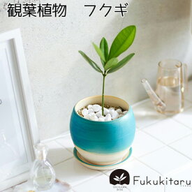 【ふるさと納税】Fukukitaru-フクキタル-　観葉植物　フクギ インテリア おしゃれ 陶芸 やちむん 沖縄 プレゼント ギフト お土産 贈答 人気 おすすめ ふくぎ 貴重 陶器 フクギ並木 ガーデン 鉢 陶器鉢 苗木 特別