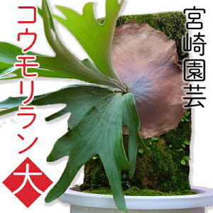 観葉植物 ランの人気商品 通販 価格比較 価格 Com