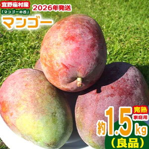 yӂ邳Ɣ[Łzy2026Nzƒp@XYn}S[u}S[̋uv1.5kgiǕij A[EB ʕ Â  Z Mtg Mango LO n Cɓ n lC Ö t