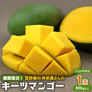 yӂ邳Ɣ[Łzy2026Nz_IX@h^̃L[c}S[1ʁi800gȏj t[c Â     Mango LO 傫  蕨 r^~