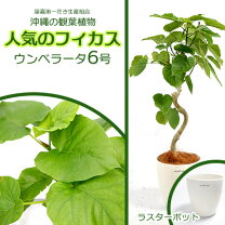 楽天市場】沖縄 観葉植物（種類（植物）ウンベラータ）の通販