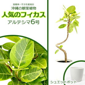 【ふるさと納税】★【沖縄の観葉植物】人気のフィカス アルテシマ6号 シュエット鉢ポット インテリアグリーン ゴムの木 ゴムノキ ガーデン 風水 鉢植え 癒し 成長記録 趣味 専門店 生活 オフィス おすすめ 暮らし おしゃれ 南国 日光 水やり お祝い 送料無料