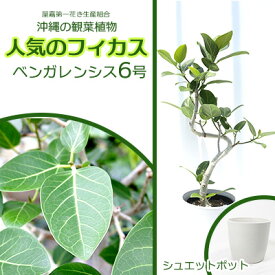 【ふるさと納税】★『沖縄の観葉植物』人気のフィカス ベンガレンシス6号 シュエット鉢ポット