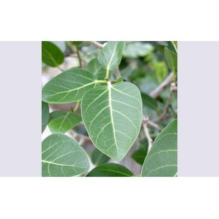 楽天市場】【ふるさと納税】☆【沖縄の観葉植物】人気のフィカス 