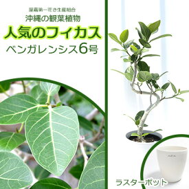 【ふるさと納税】★『沖縄の観葉植物』人気のフィカス ベンガレンシス6号 ラスターポット