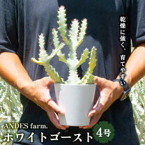 楽天市場】ユーフォルビア ホワイトゴースの通販