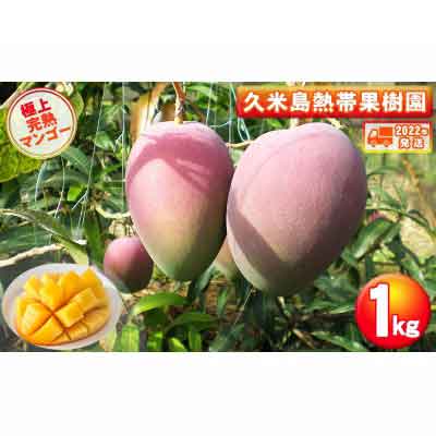 【超歓迎された】 マンゴー アップルマンゴー 完熟 沖縄 高級 ふるさと納税 2～3玉 マンゴー1kg 2022年発送 久米島熱帯果樹園