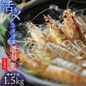 yӂ邳Ɣ[Łz2025N11蔭IyvđJzY}Ⓚ vēuhԊCV TCY 1.5kg C̍K CN Ԃ N}Gr ܂  H H hg NxQ vv