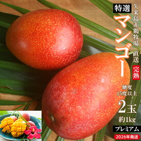【ふるさと納税】【2026年発送】久米島赤鶏牧場 直送！糖度15度以上「プレミアム」完熟マンゴー 2玉（約1kg） マンゴー 完熟 アップルマンゴー アーウィン 糖度15度 特選品 プレミアム 贈答 贈り物 甘い 濃厚 循環型農業 減農薬栽培 芳醇 爽やか 南国フルーツ ギフト 沖縄