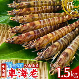 【ふるさと納税】【久米島漁協】活〆冷凍車海老　生食用1.5kg