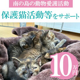 【ふるさと納税】【南の島の動物愛護活動】保護猫活動等をサポート（10万円）