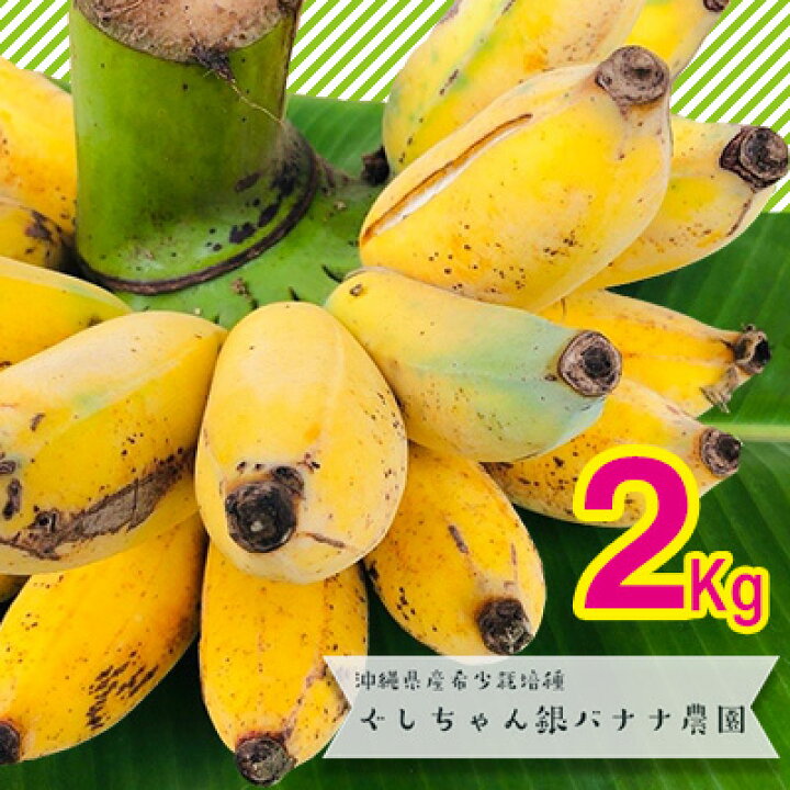 楽天市場 ふるさと納税 希少栽培種のばなな ぐしちゃん銀バナナ約2kg 沖縄県八重瀬町