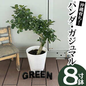 観葉植物 パンダガジュマルの人気商品 通販 価格比較 価格 Com