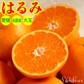 2025年2月分予約 糖度15度前後 訳あり 低農薬 愛媛産 はるみ みかん 約8kg 大玉サイズ 産地直送 NN