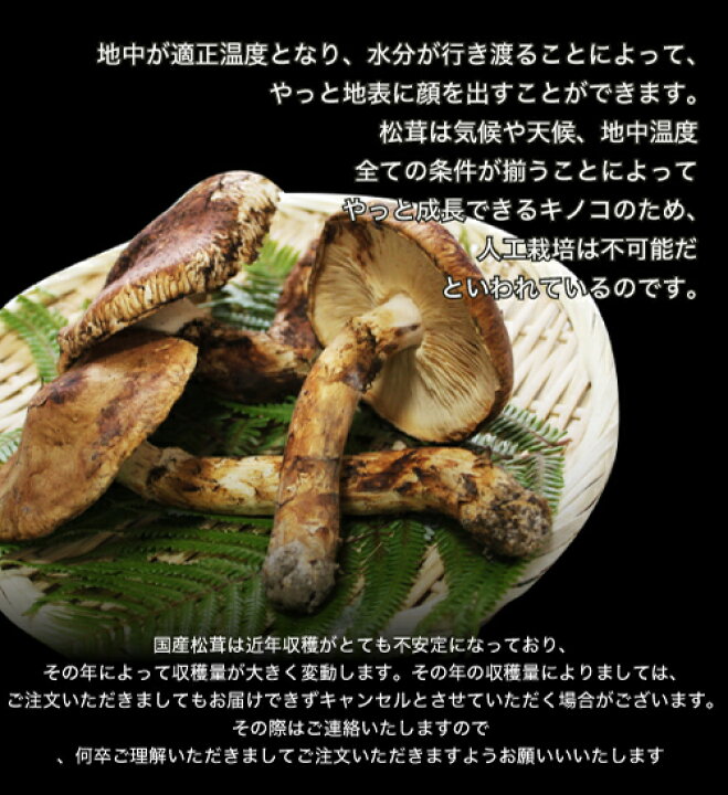 楽天市場】2025年10月分予約 松茸 国産 ひらき 500g 入 まつたけ 