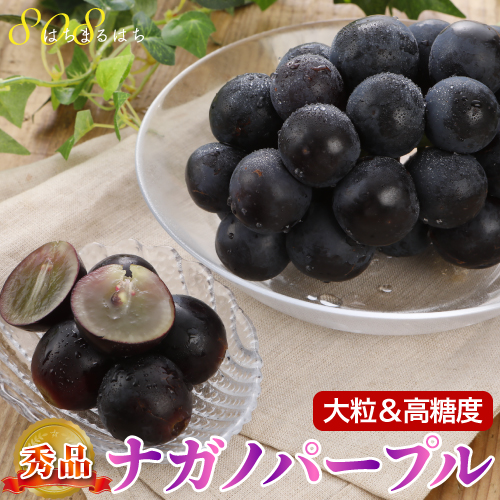 楽天市場】ナガノパープル ぶどう 1.8kg 贈答用 化粧箱入 ブドウ 葡萄