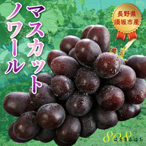2026N9ȍ~\ x20xO _ }XJbgm[ Ԃǂ 1.8kg ϔ ubNVC}XJbg uhE   Yn SSS  ӂ邳Ɣ[ ł͂܂