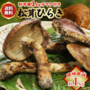 松茸 産地直送の人気商品・通販・価格比較 - 価格.com