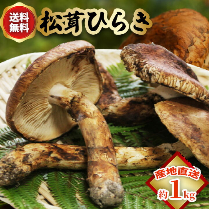 楽天市場】10月分予約 【全額返金】松茸 ひらき 1kg 前後 まつたけ 