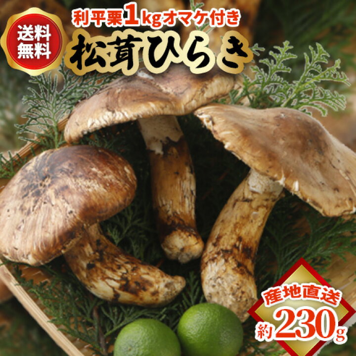 楽天市場】10月分予約 国産 松茸 ひらき 約230g〜1kgまつたけ マツタケ 