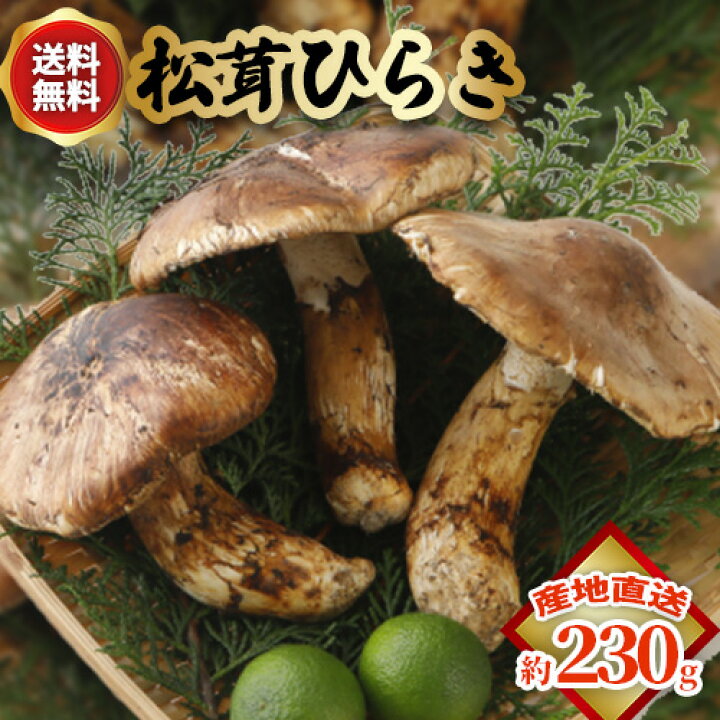 楽天市場】2025年10月分予約 国産 松茸 ひらき 約230g～1kgまつたけ 