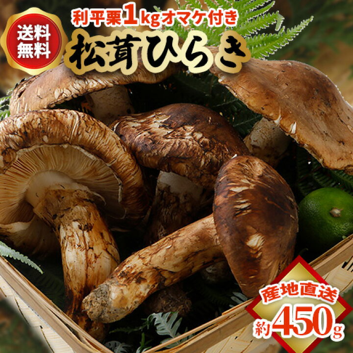 楽天市場】2025年10月分予約 国産 松茸 ひらき 約230g～1kgまつたけ 