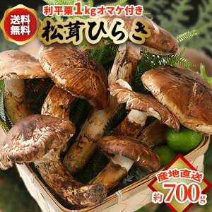 国産 松茸」の人気商品一覧 | 安い商品を通販サイトから探す - 価格.com
