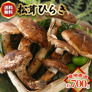 ySzԋz10\ Y  Ђ炫 700g 3`10{x ܂ }c^P R Mtg SSS  ӂ邳Ɣ[ ł͂܂