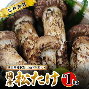 松茸の人気商品・通販・価格比較 - 価格.com
