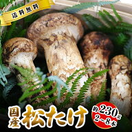 【全額返金】松茸 国産 中つぼみ(半開き) 約230g〜1kg まつたけ マツタケ 岡山 松茸 1kg 岡山県 高級 贈…
